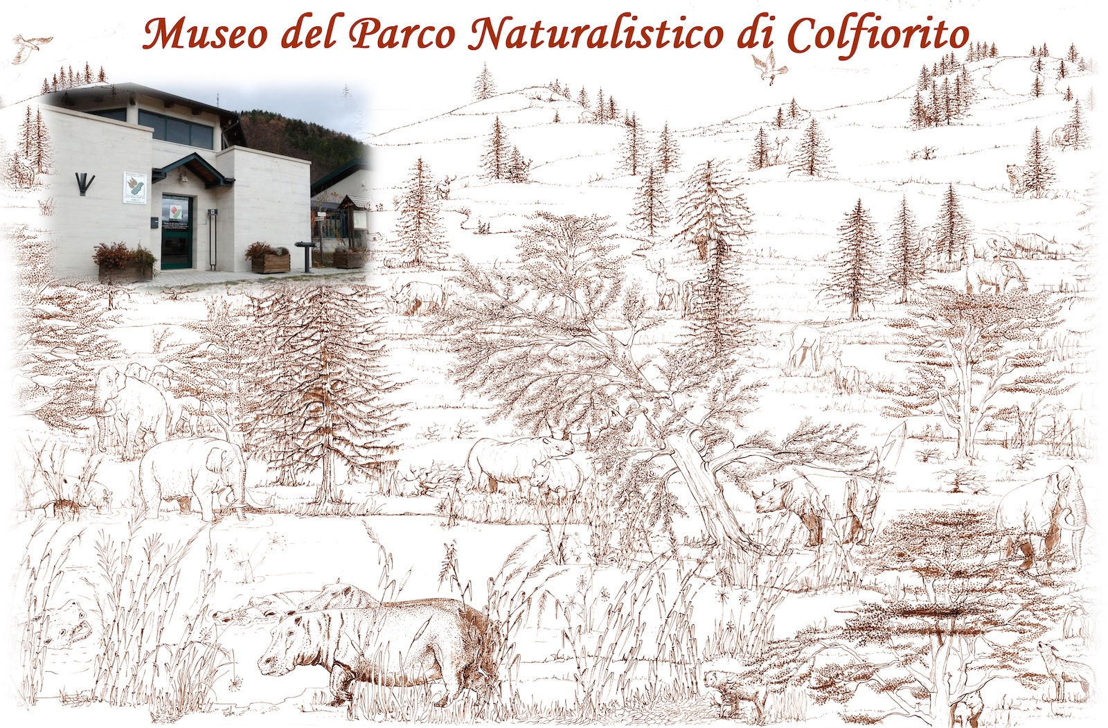 sezione paleontologica e paleoambientale Museo Colfiorito